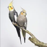 چهارمین حراج جفت عروس هلندی ۱۲۰۰ معاوضه هم دارم