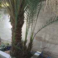 پاجوش برحی