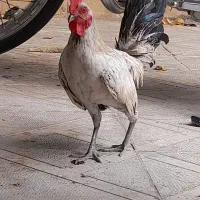 خروس|حیوانات مزرعه|داراب, |دیوار