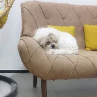 واگذاری شیتزو تریر سفید