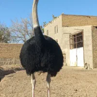 ۴ خانواده  شترمرغ مولد