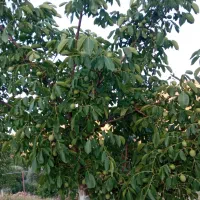 فروش باغ گردوی پیوندی به ثمر رسیده|فروش دفتر صنعتی، کشاورزی، تجاری|نمشیر, |دیوار