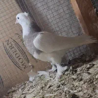 جوجه طوقی نقش|پرنده|کاشان, کارگر|دیوار