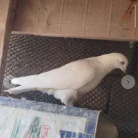 15عدد کفتر همه پرشی ساعتی اینا عکس 5تاشونه