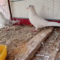 کفتر دمگیر سفید شیویدی