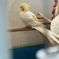 عروس هلندی|پرنده|لنگرود, |دیوار