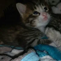 گربه گمشده