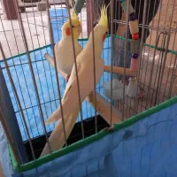 عروس هلندی جفت لوتیتو کینگ سایز خوشگل ، قفس ۱۰۳۳|پرنده|رباطکریم, شهرک والفجر|دیوار