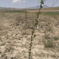 زمین باغی ۱۰۰۰ متر|فروش دفتر صنعتی، کشاورزی، تجاری|بهار, |دیوار