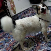 پامر اشپیتز|سگ|رباط‌کریم, نصیرشهر|دیوار