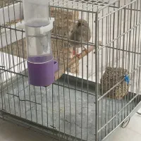 سهره سهر ماد