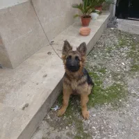 سگ ژرمن شولاین