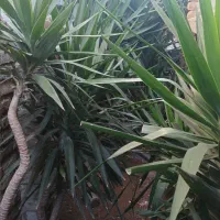 یوکا بنسایی