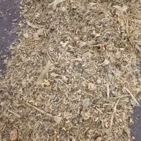 ذرت علوفه درجه یک