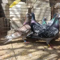 کبوتر پلاکی نر و ماده