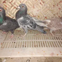 سار آلمانی|پرنده|قلندر آباد, |دیوار