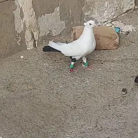 دم سیاه نر