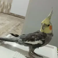 عروس هلندی|پرنده|پیرانشهر, |دیوار