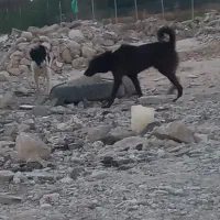 واگذاری سگ|سگ|خورموج, |دیوار