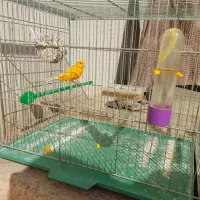 قناری ردفاکتور ، موزاییکی ، و رسمی معمولی|پرنده|شاهرود, |دیوار