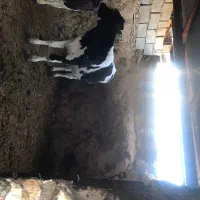 گوساله ماده سالم سر حال