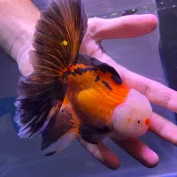 گلدفیش جوجه گلدفیش گرید بالا