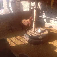 قوچ‌وبره‌نر|حیوانات مزرعه|نیشابور, ریوند|دیوار