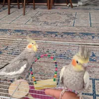 عروس هلندی مولد|پرنده|اندیشه, پرنیان|دیوار