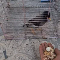 مرغ مینا جوجه|پرنده|فسا, |دیوار