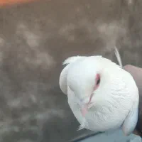 کبوتر  قرمز گوز