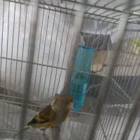 سهره قناری جوان|پرنده|بندر انزلی, گلسرخ|دیوار