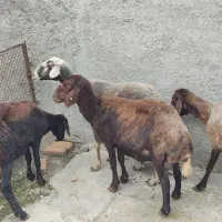 ۴ راس گوسفند دوتا آبستن دوتا قوچ خورده