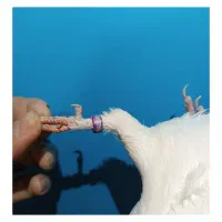 کبوتر کفتر سفید مهر|پرنده|فردیس, فردیس|دیوار