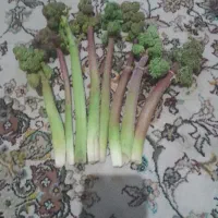 ریواسِ آبدار تُرد و تازه پلنگ دَره