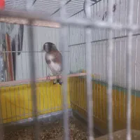 سهره رسمی نشوندار کیارسر