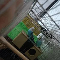 پرنده مرغ عشق|پرنده|سمنان, |دیوار