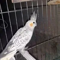 چهار عدد عروس هلندی|پرنده|هشتگرد, قاسم آباد بزرگ|دیوار