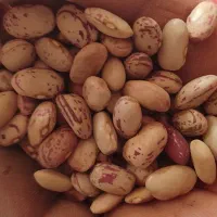 لوبیا چیتی بوجاری شده درجه یک یک ۵۰۰