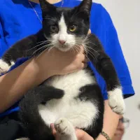 واگذاری بچهگربه|گربه|رشت, علی آباد|دیوار