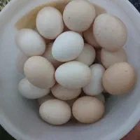 تخم مرغ محلی