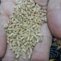 گندم بوجاری شده نوع اوج|گل و گیاه طبیعی|شوشتر, |دیوار