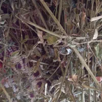 یونجه تمیز فروشی کیسه ۲۰۰ مفت زیر قیمت