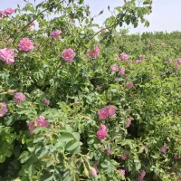 نهال گل محمدی ریشه ای