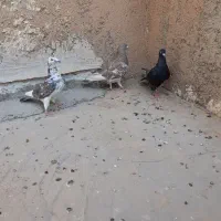 کبوتر ماده
