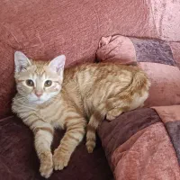 بچه گربه نارنجی 3 ماهه