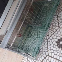 قفس گالوانیزه مرغ و پرنده تزئینی|لوازم جانبی حیوانات|قائمشهر, |دیوار