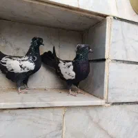 مغلف|پرنده|الوند, |دیوار