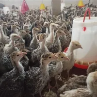 جوجه بوقلمون اصل برنز