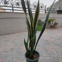 گیاه سانسوریا