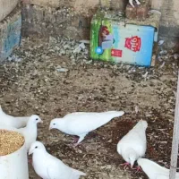 کبوتر سفید تک (کیلومتری)|پرنده|اردکان, |دیوار